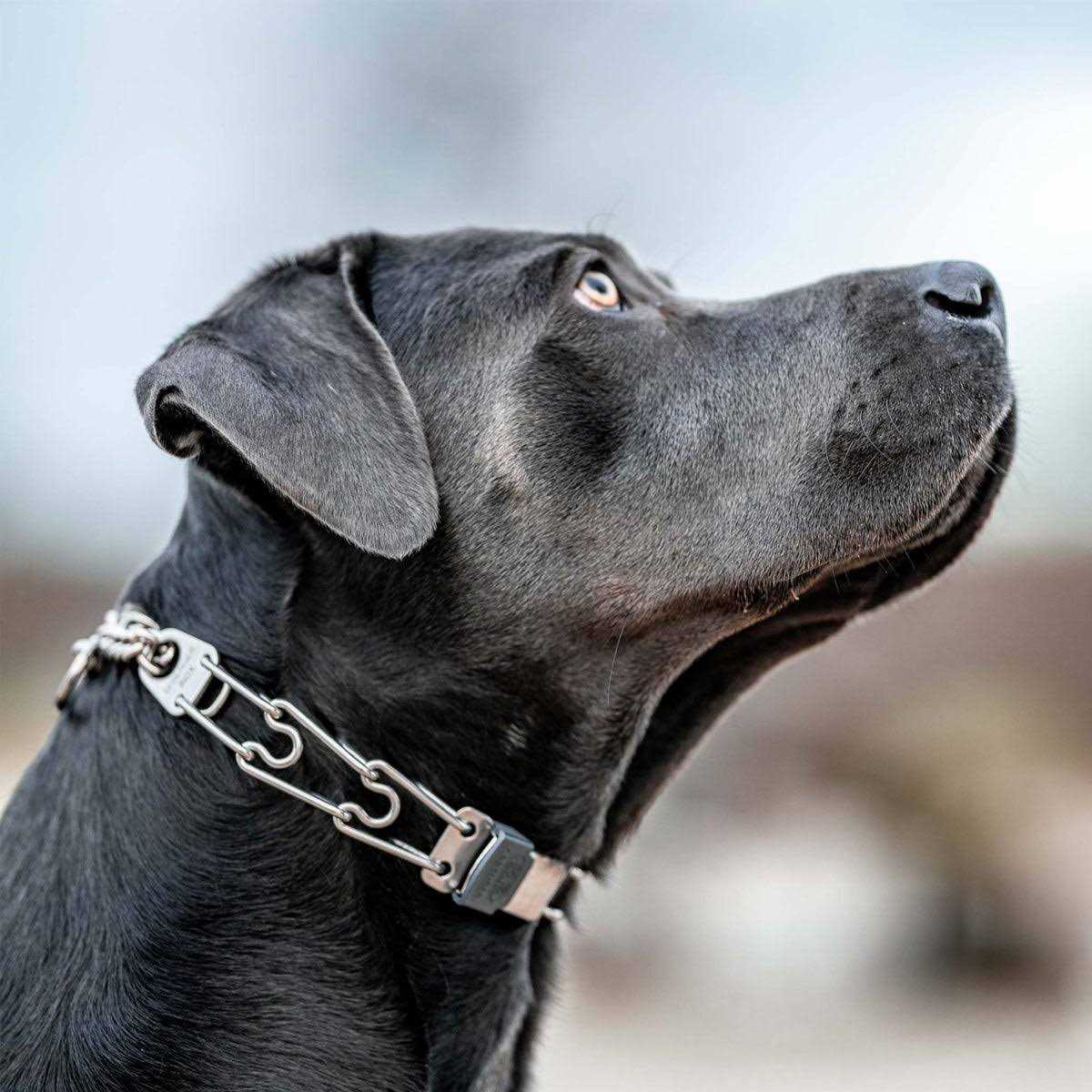 Stainless Steel Quick Release Buckle for Dog Collar G692