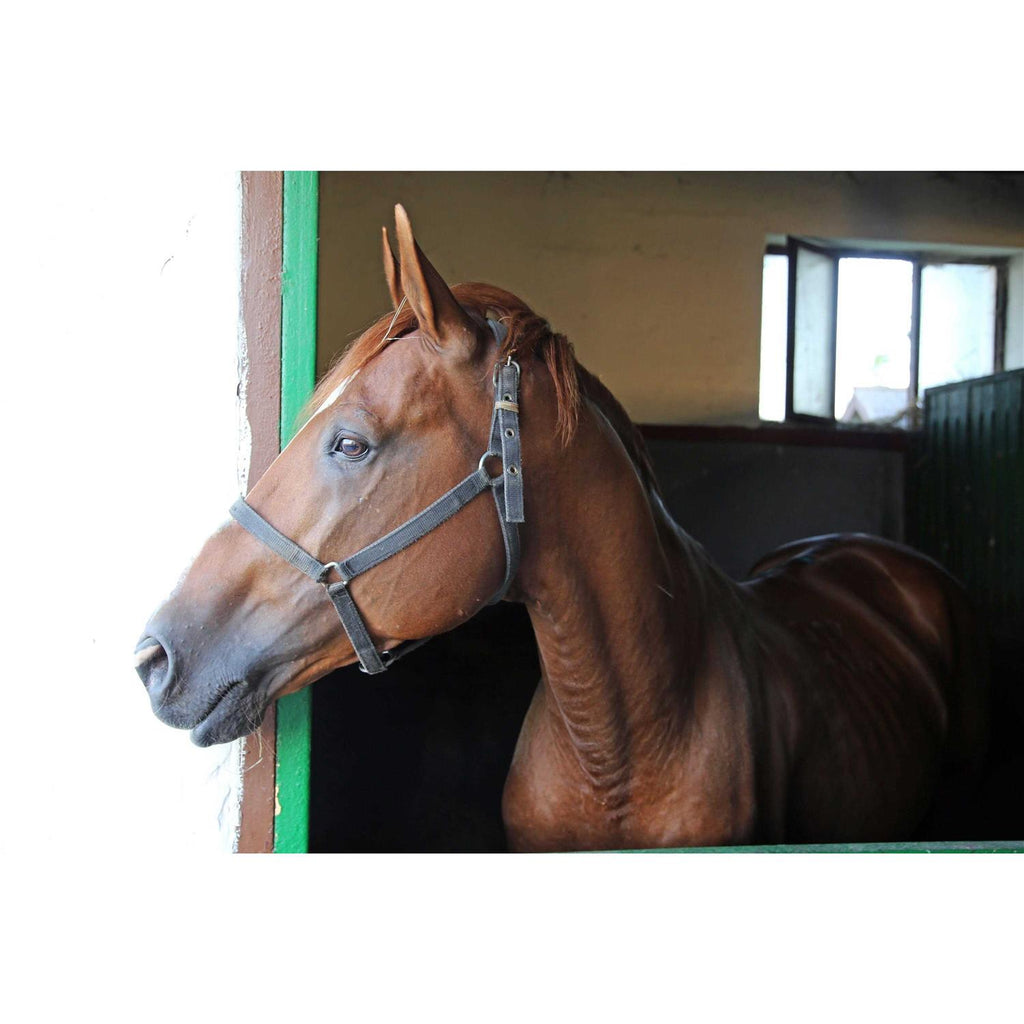 Medium Flake Poultry Bedding M505769
