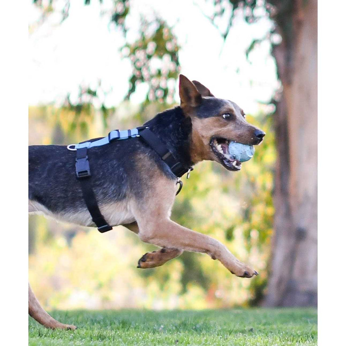 Buckle-Neck No-Pull Dog Harness G2883