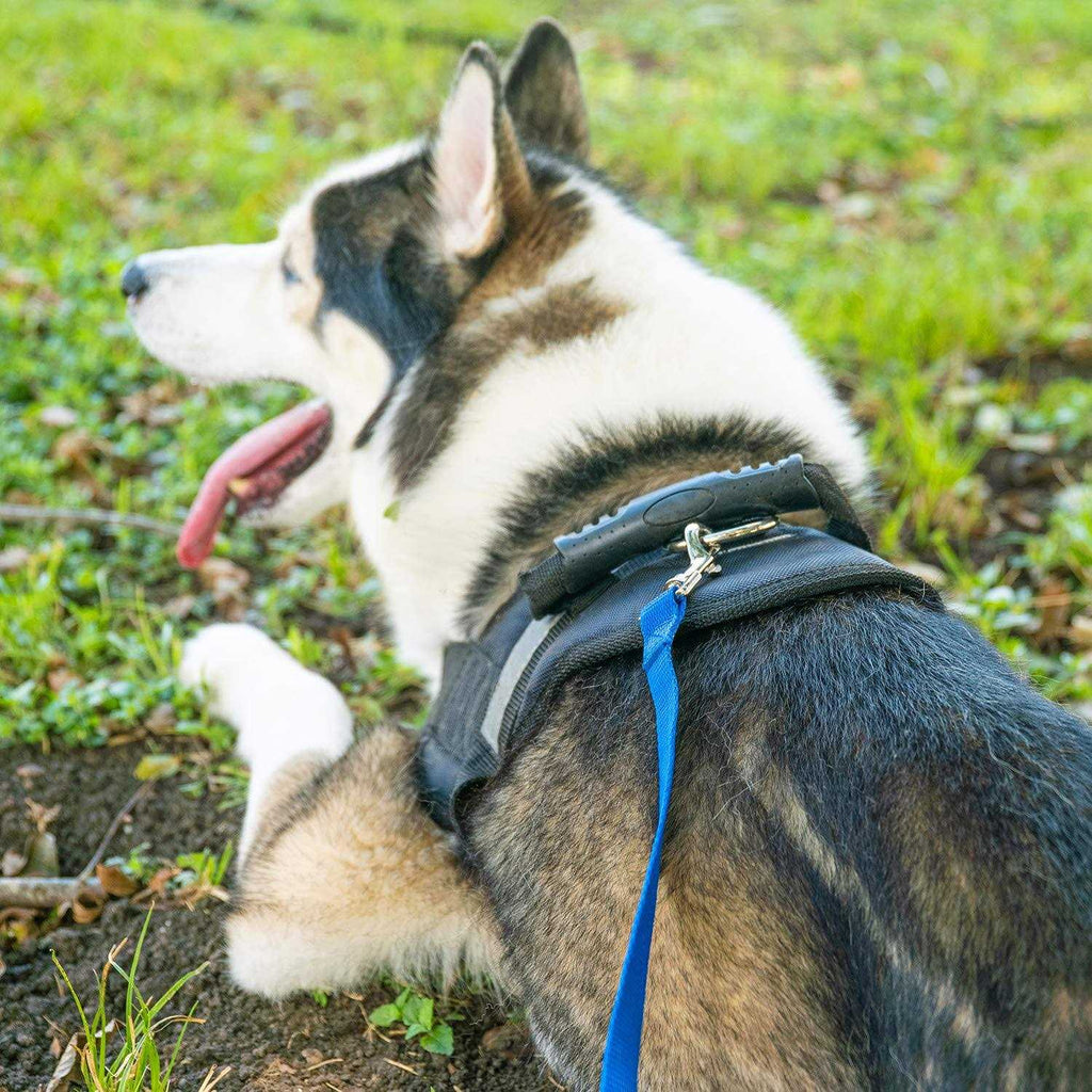 Dog Puppy Training Lead Leash S1300
