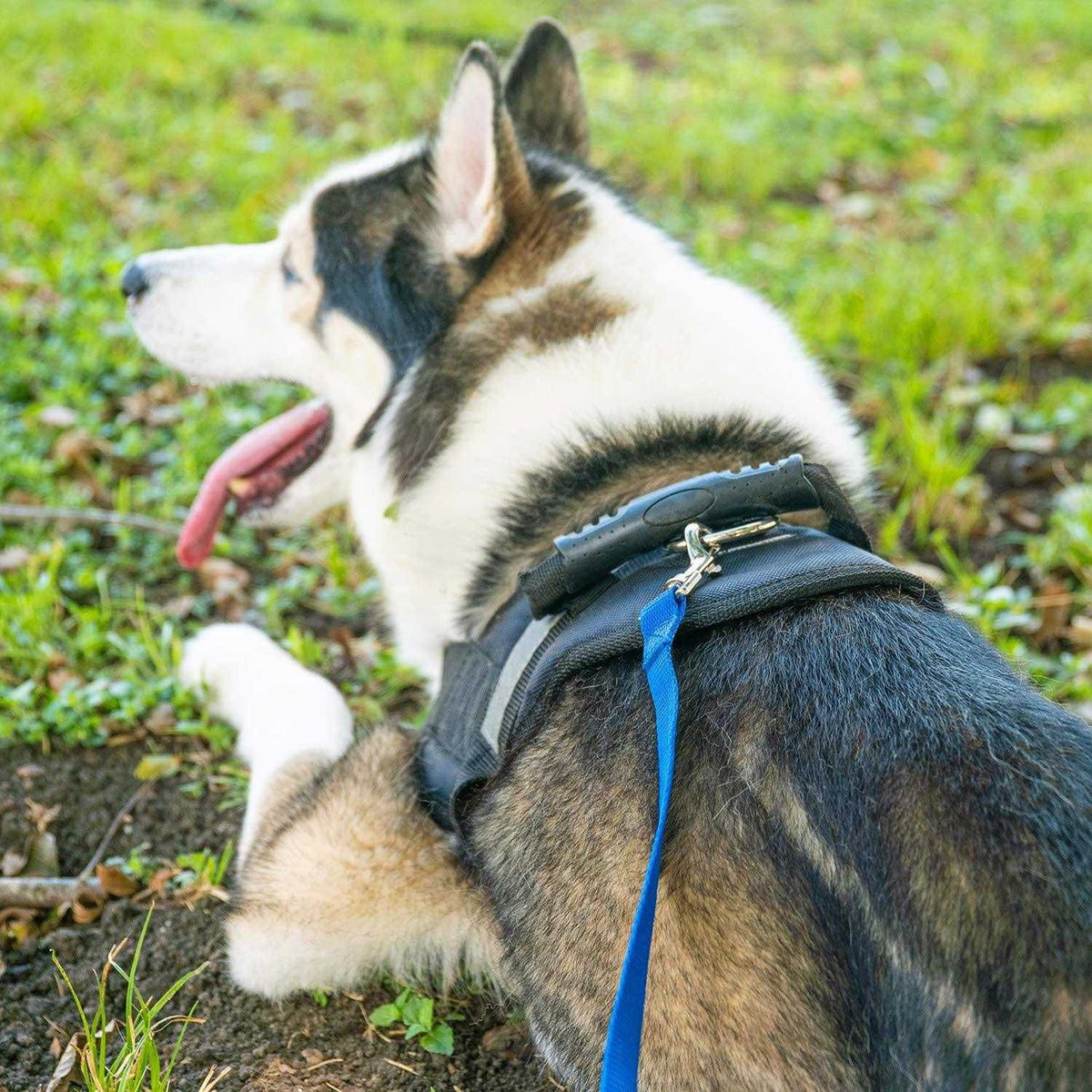 Dog Puppy Training Lead Leash S1300
