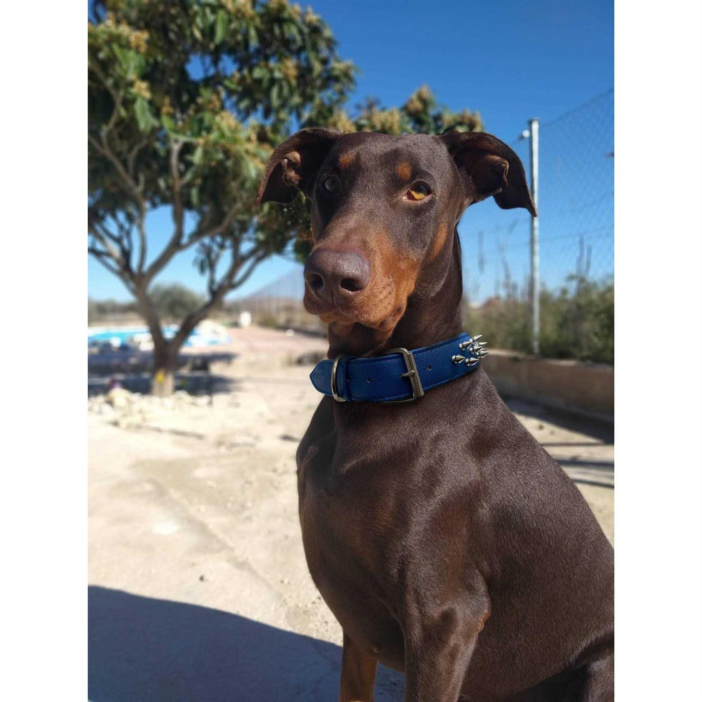 Dog Collar S375283