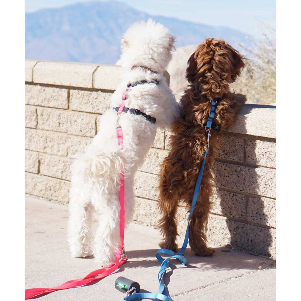 Buckle-Neck No-Pull Dog Harness G2883