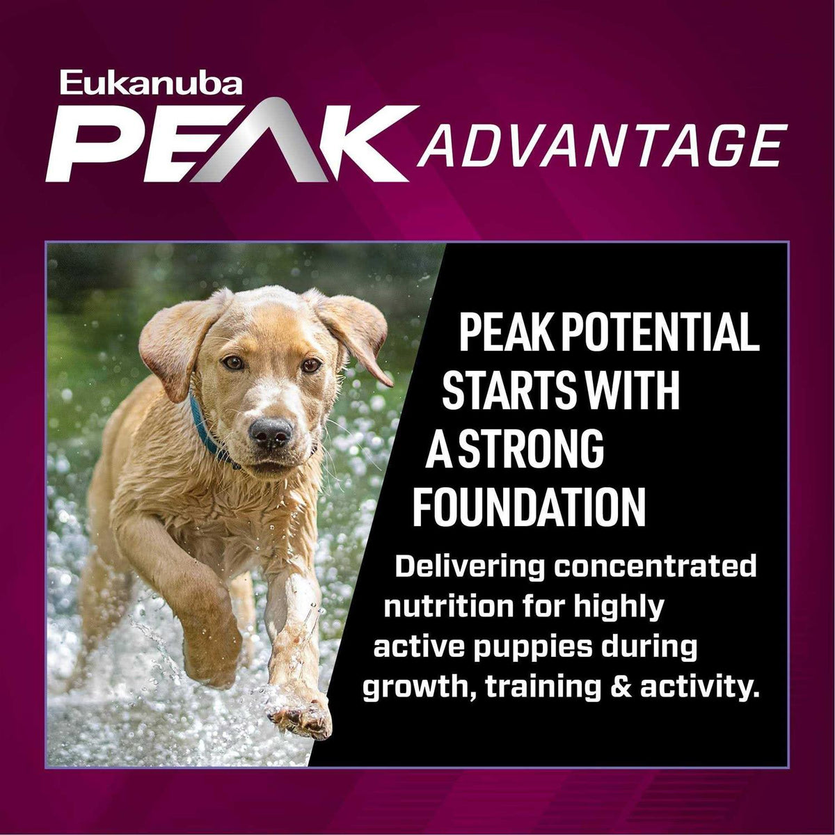 Premium Performance Puppy Dry Dog Food Z11852