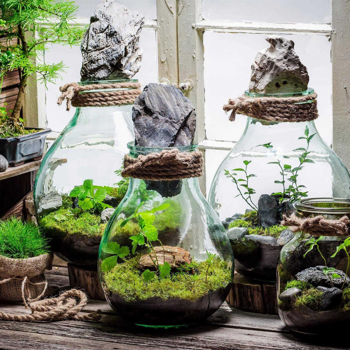 Terrarium Potting Soil Mix with Charcoal S5141