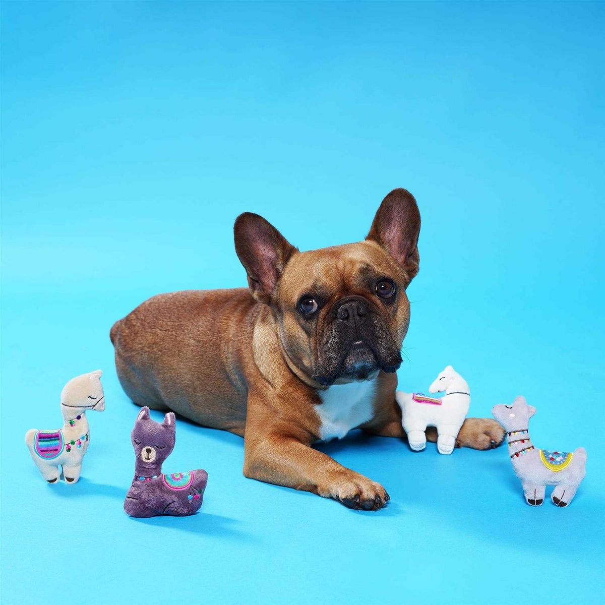 Small Dog Toy Set R72509