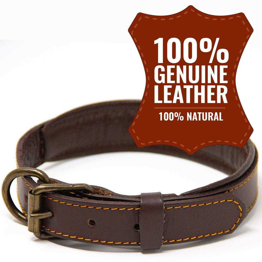Padded Full Grain Leather Dog Collar A654504